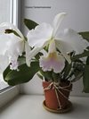 C. jenmanii var. semi-alba 'delicata'